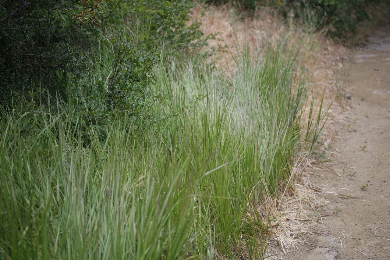 Leymus triticoides 8