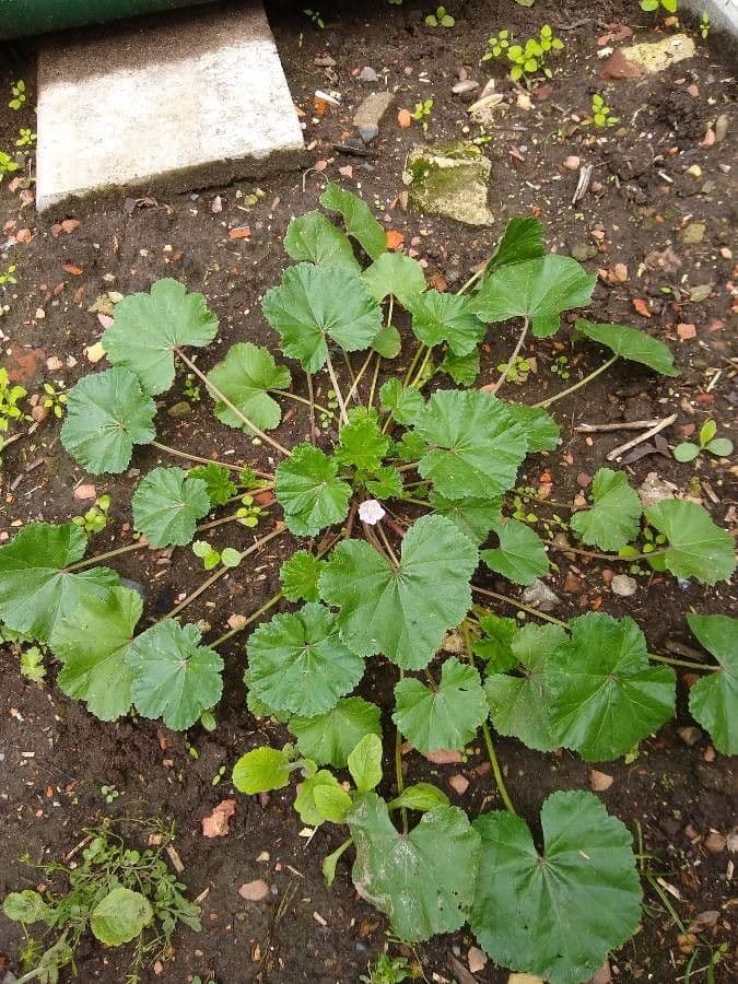 Malva domestica 15