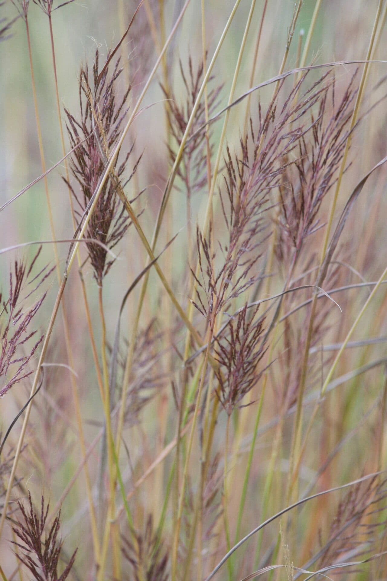 Bluestem australiano
