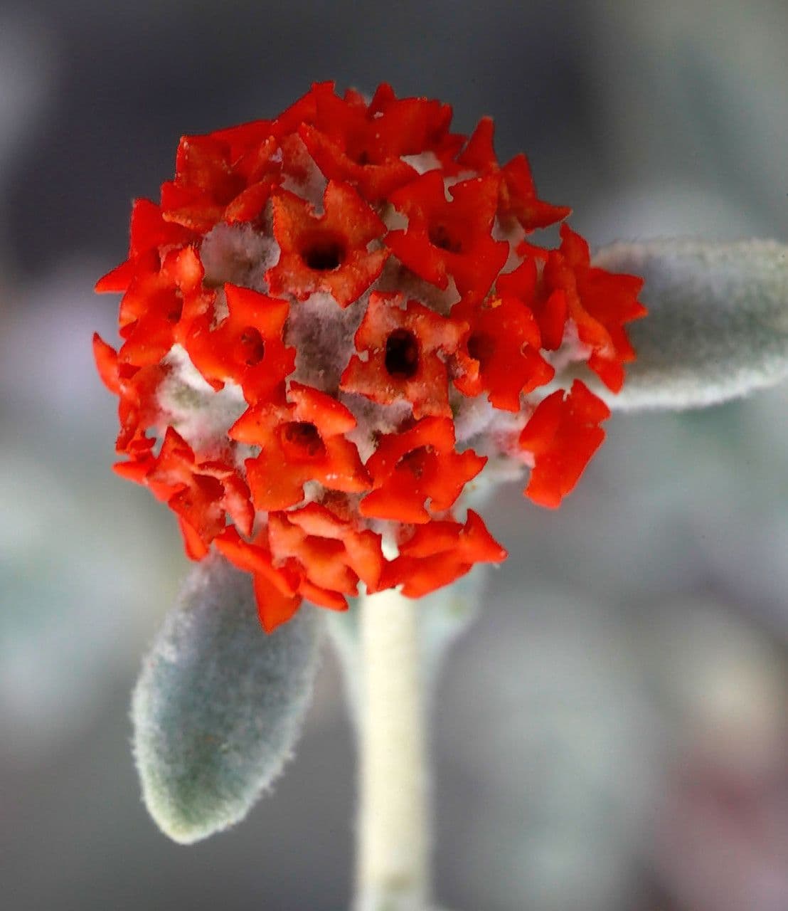 Buddleja marrubiifolia 2