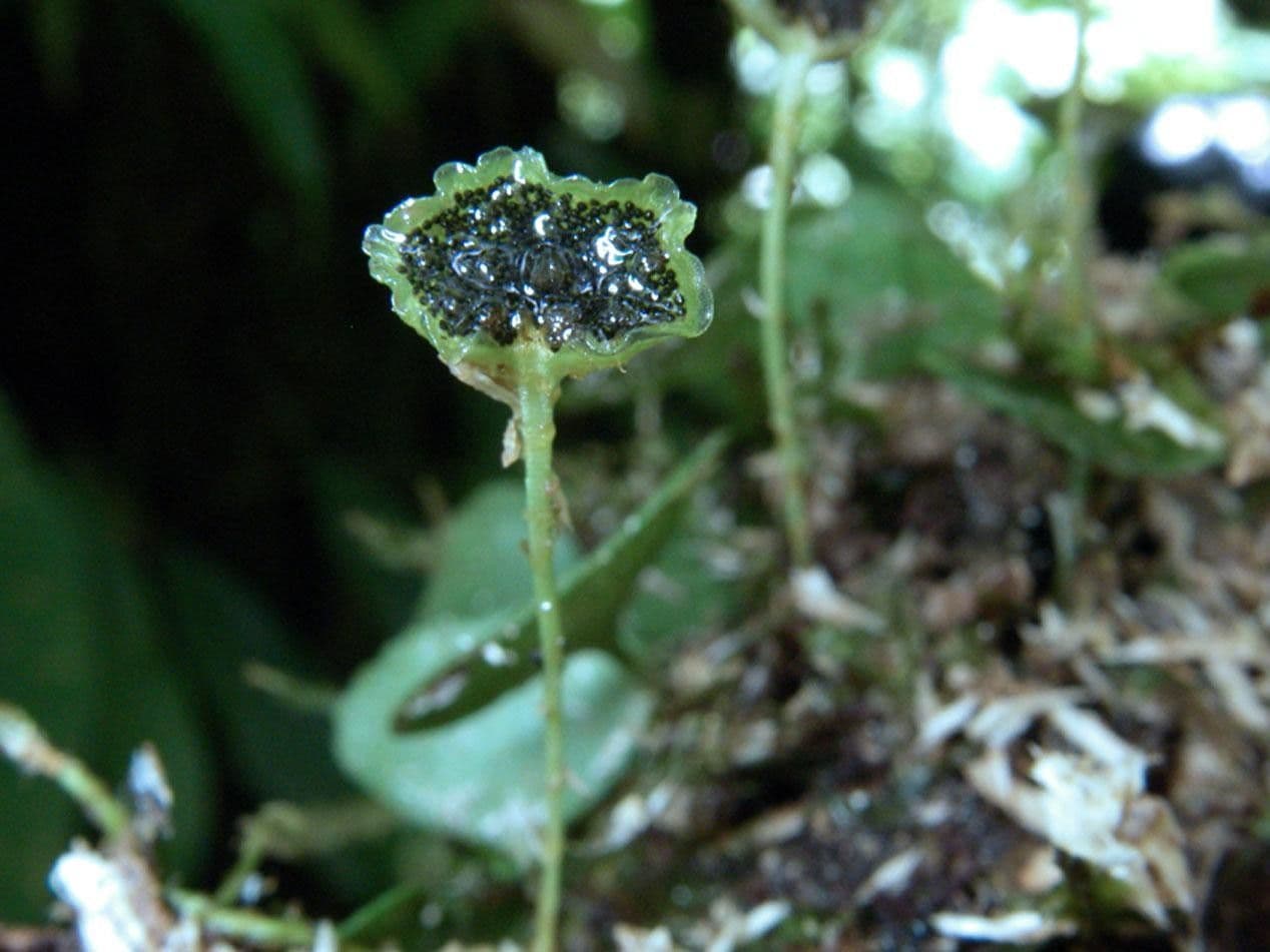 Elaphoglossum peltatum 5