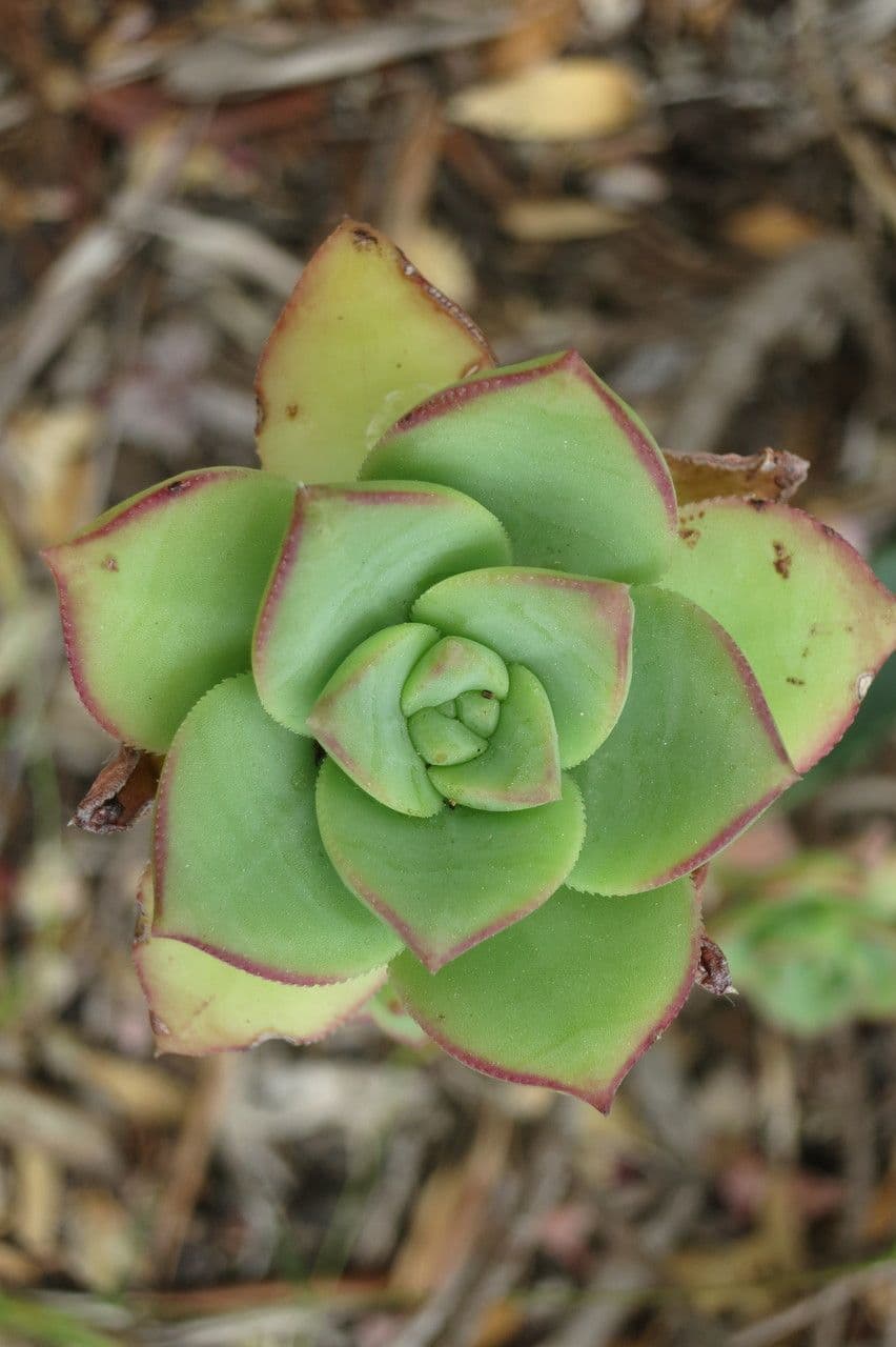 Aeonium di Haworth