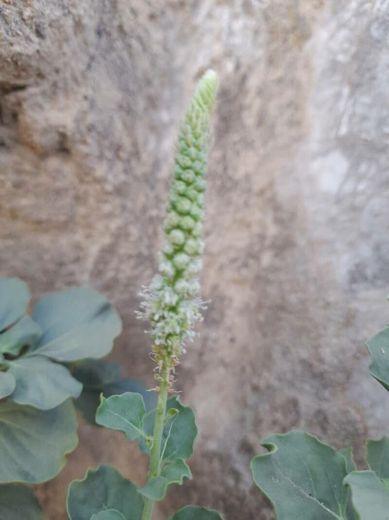 Semenec 4
