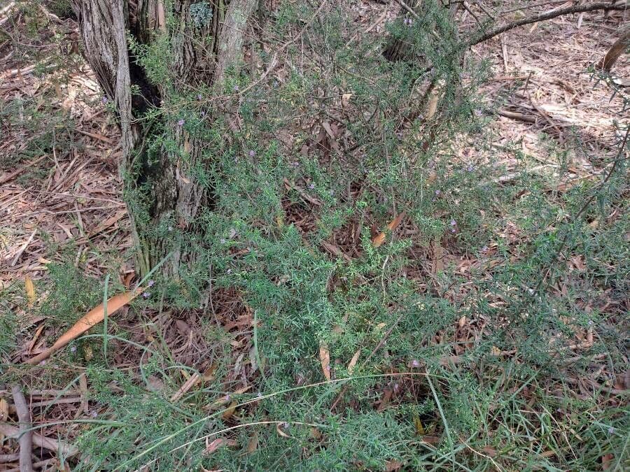 Prostanthera 7