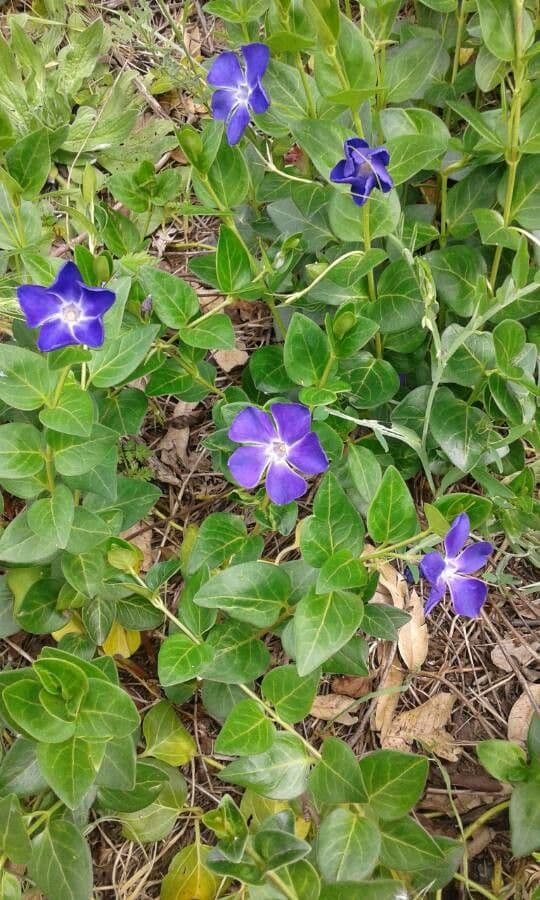 Pervinca maggiore 5