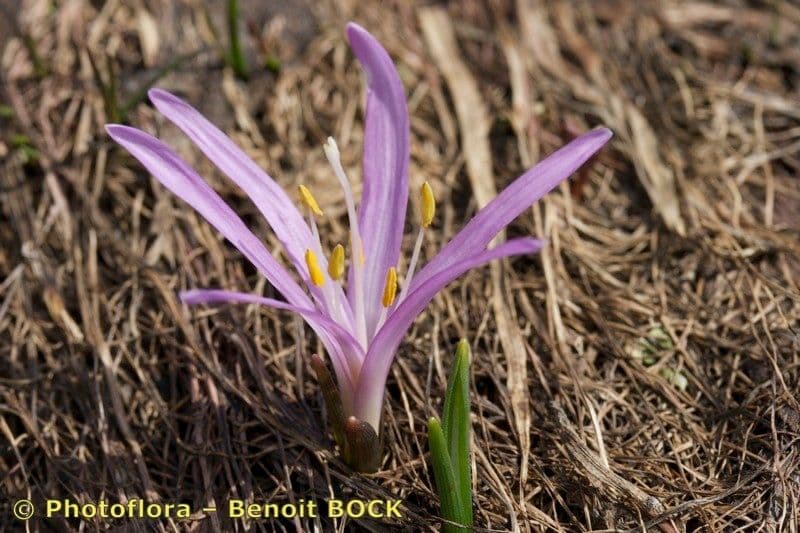 Frühlingsknotenblume 19