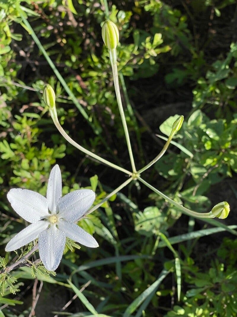 Milla biflora 6