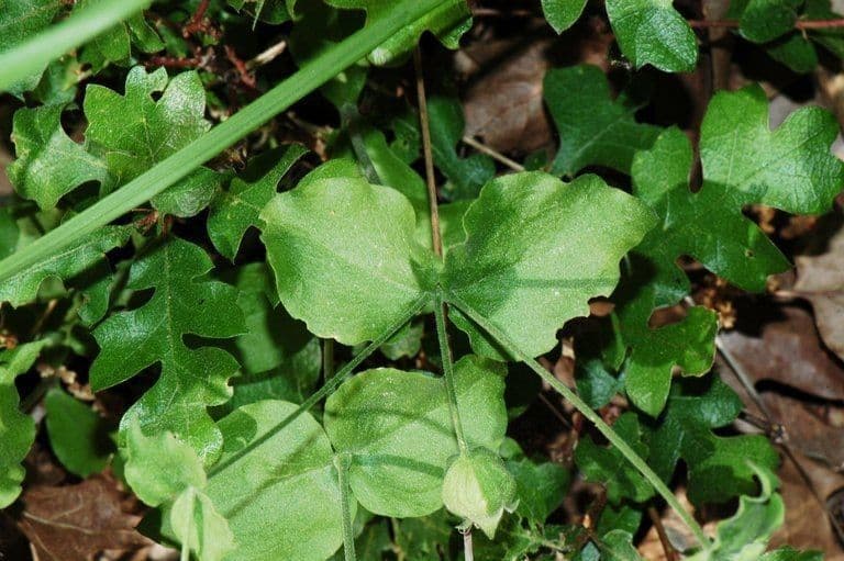 Silene campanulata 11