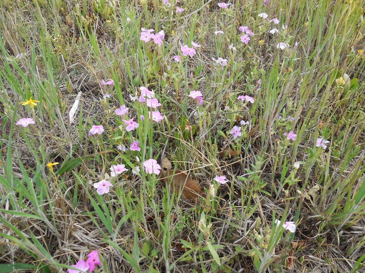 Phlox 4