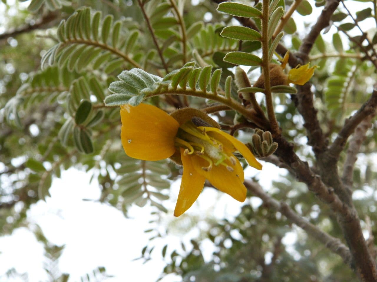 Sophora denudata 7
