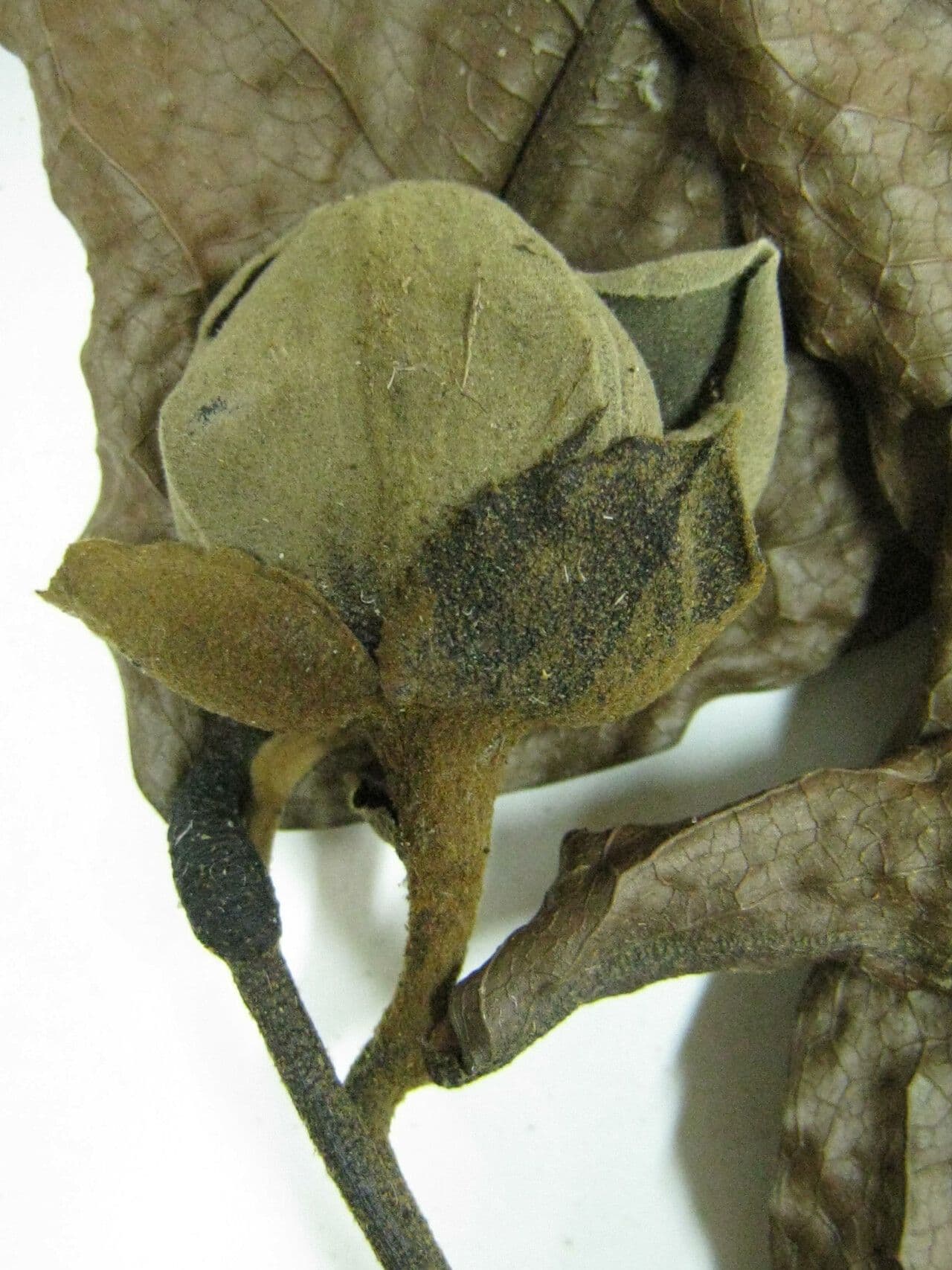 Duguetia 4