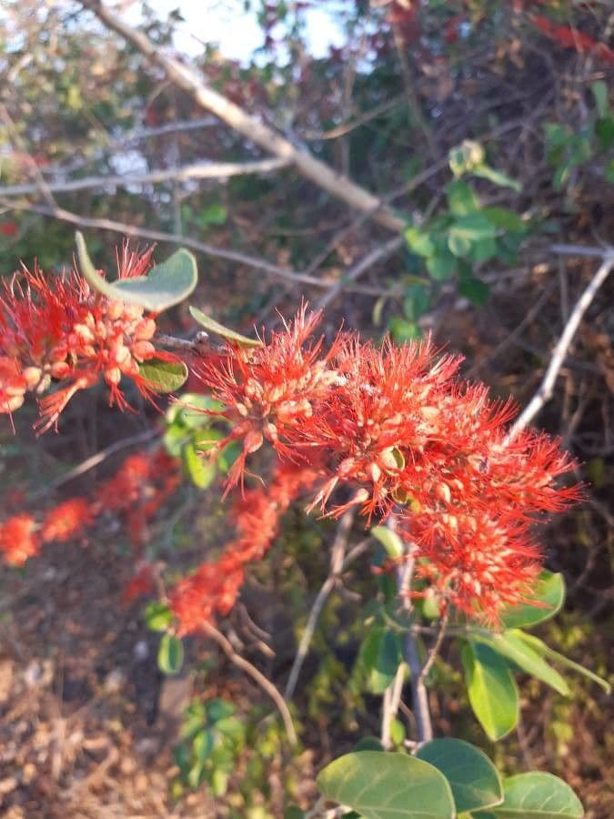 Combretum paniculatum 4