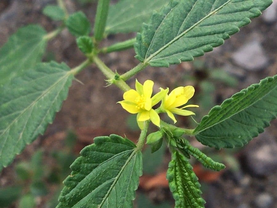 Corchorus hirtus