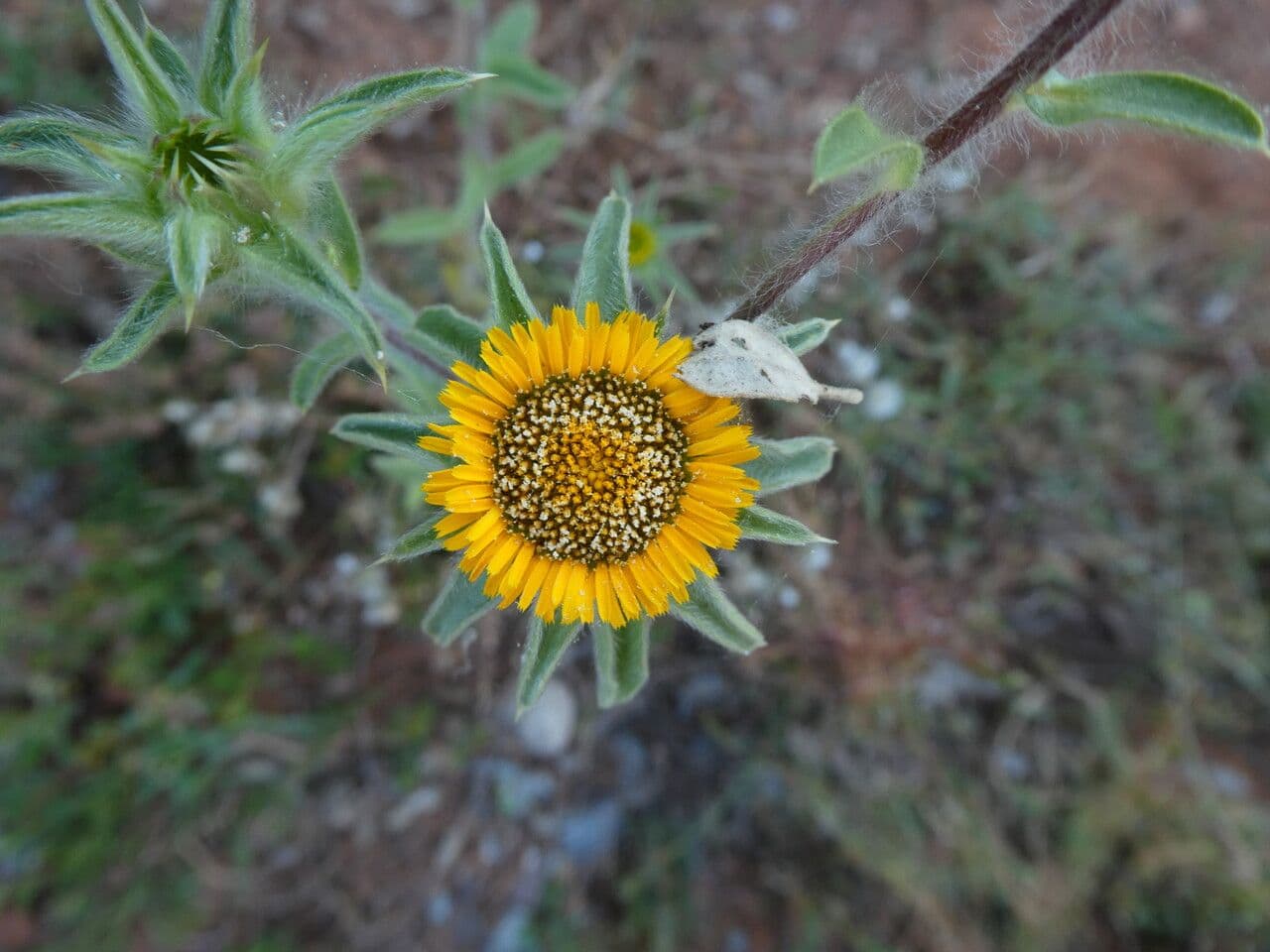 Asteroide spinoso 30