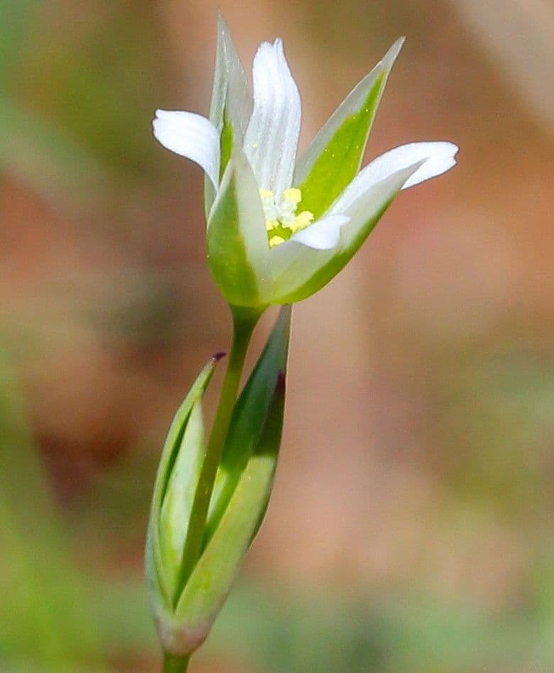 Moenchia erecta 2
