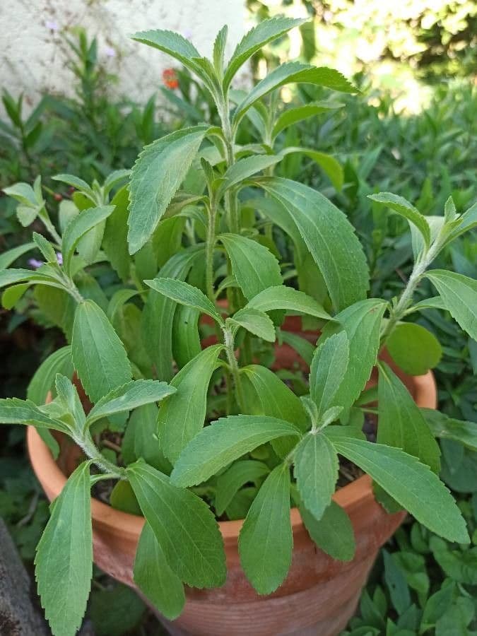 Stevia 12
