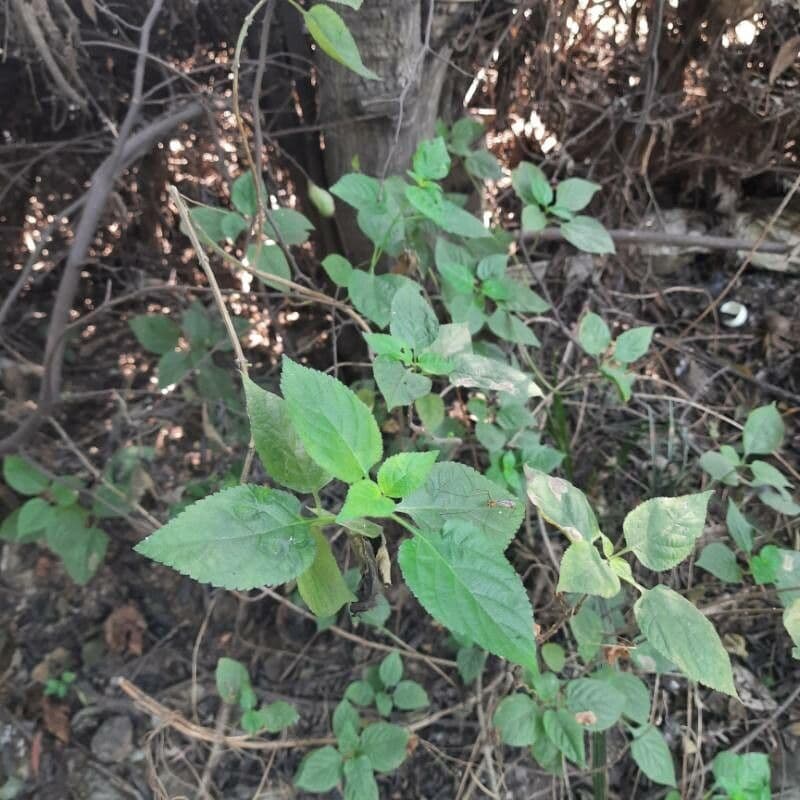 Lantana 15