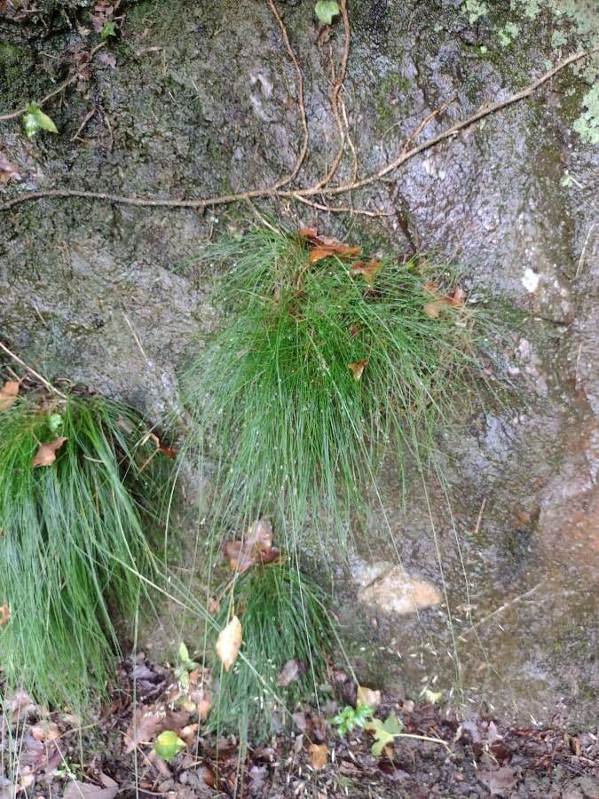 Festuca flavescens 12