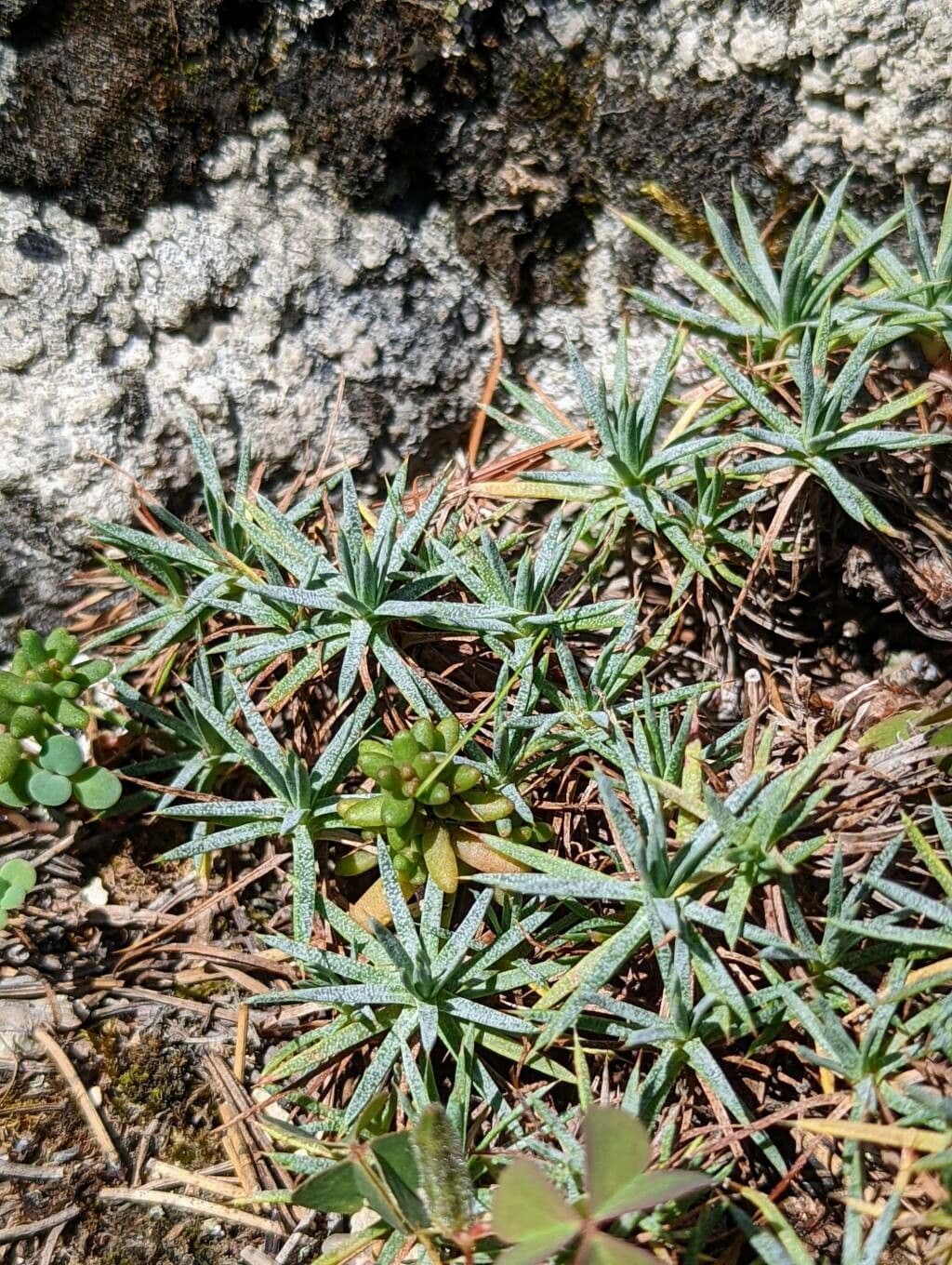 Acantholimon 2