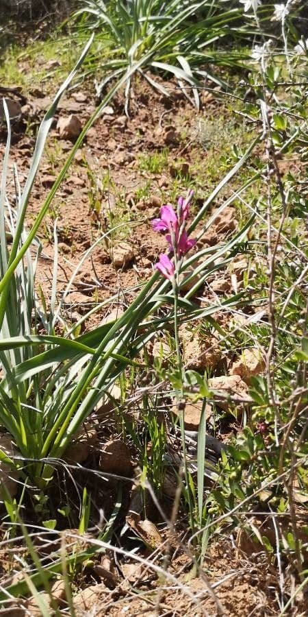 Illyrische Gladiole 22
