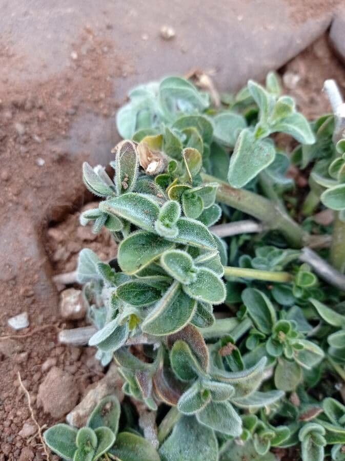 Antirrhinum molle 14