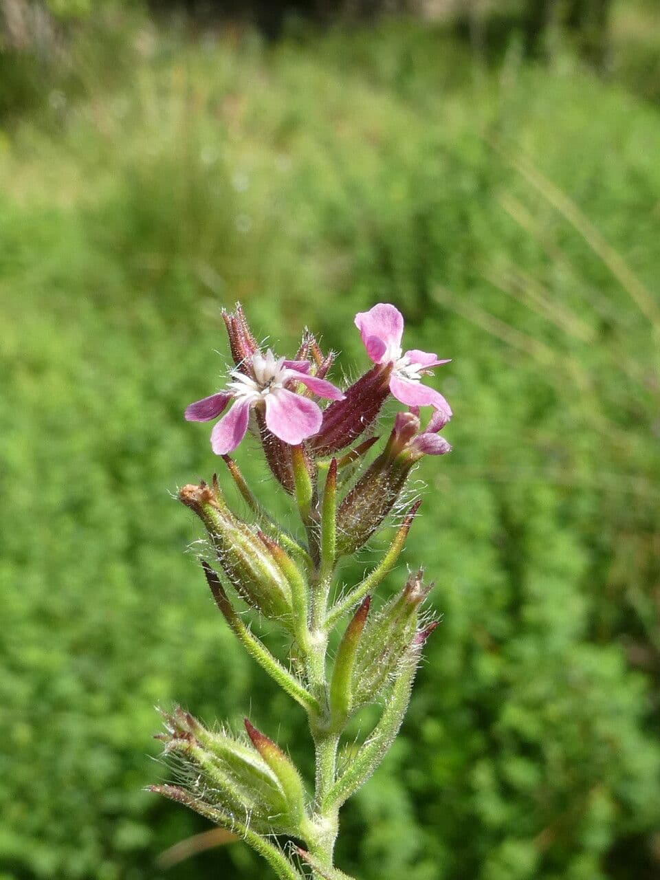 Silene gallica 23
