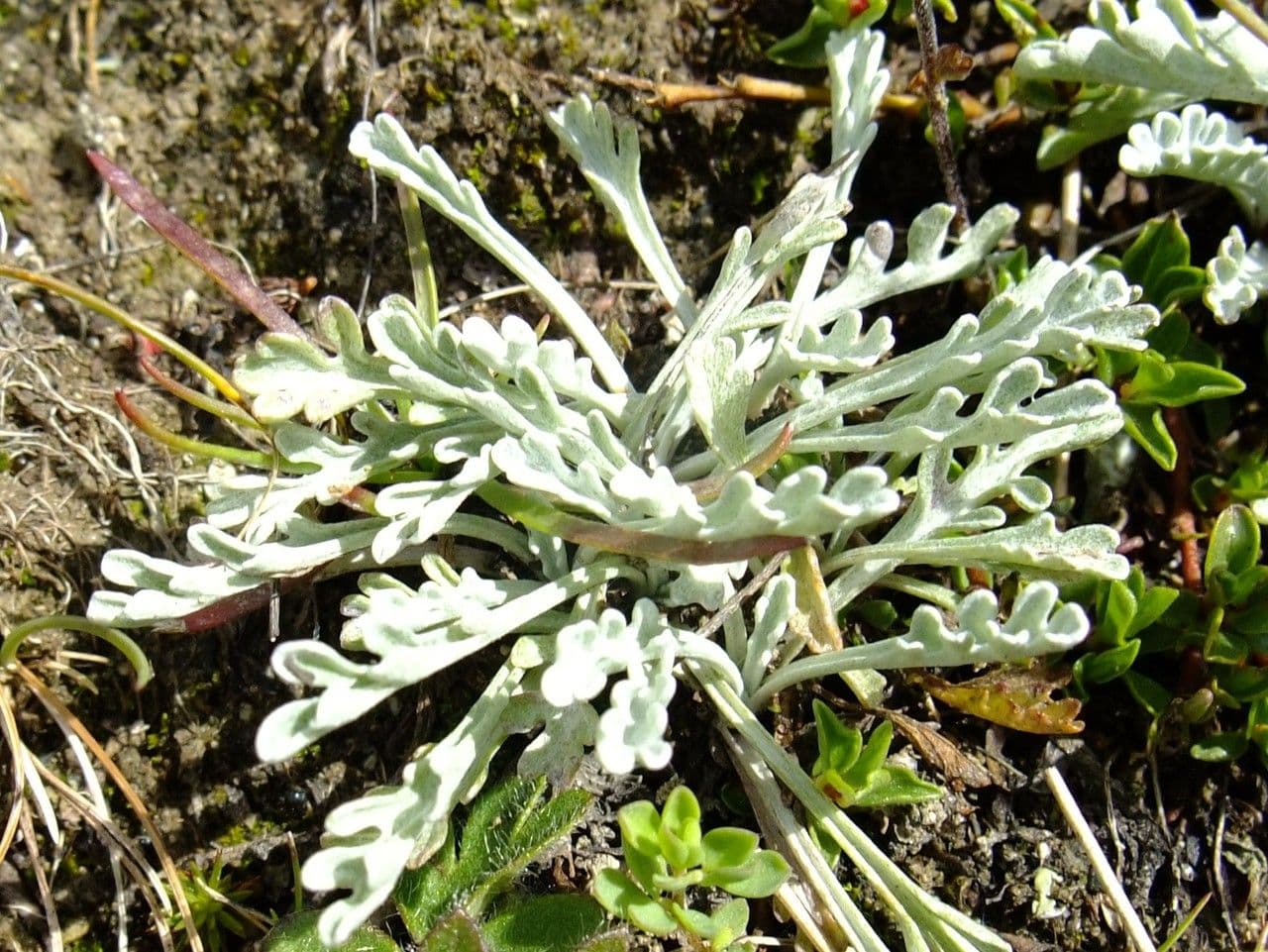 Senecio grigio 14