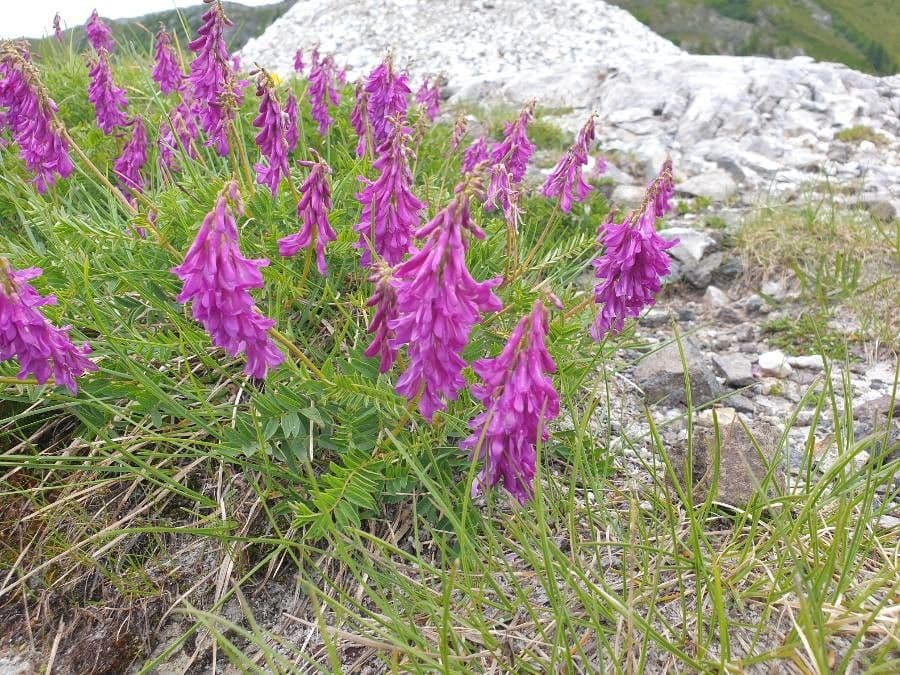 Jaskier alpejski 6