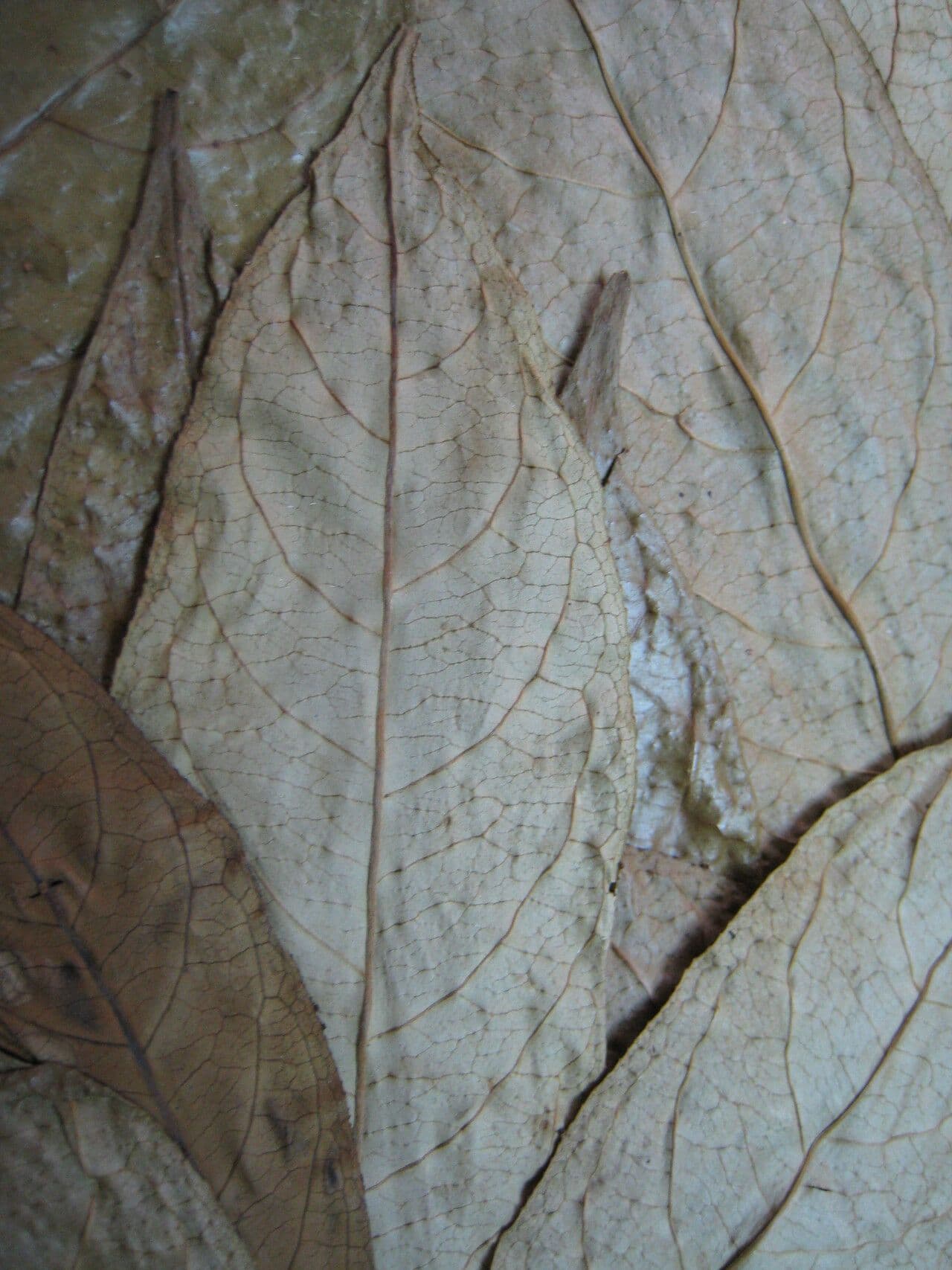 Sapium 4