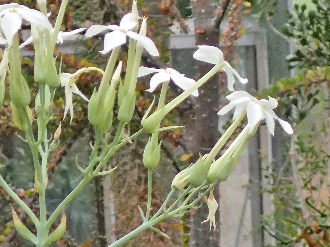 Kalanchoe 2