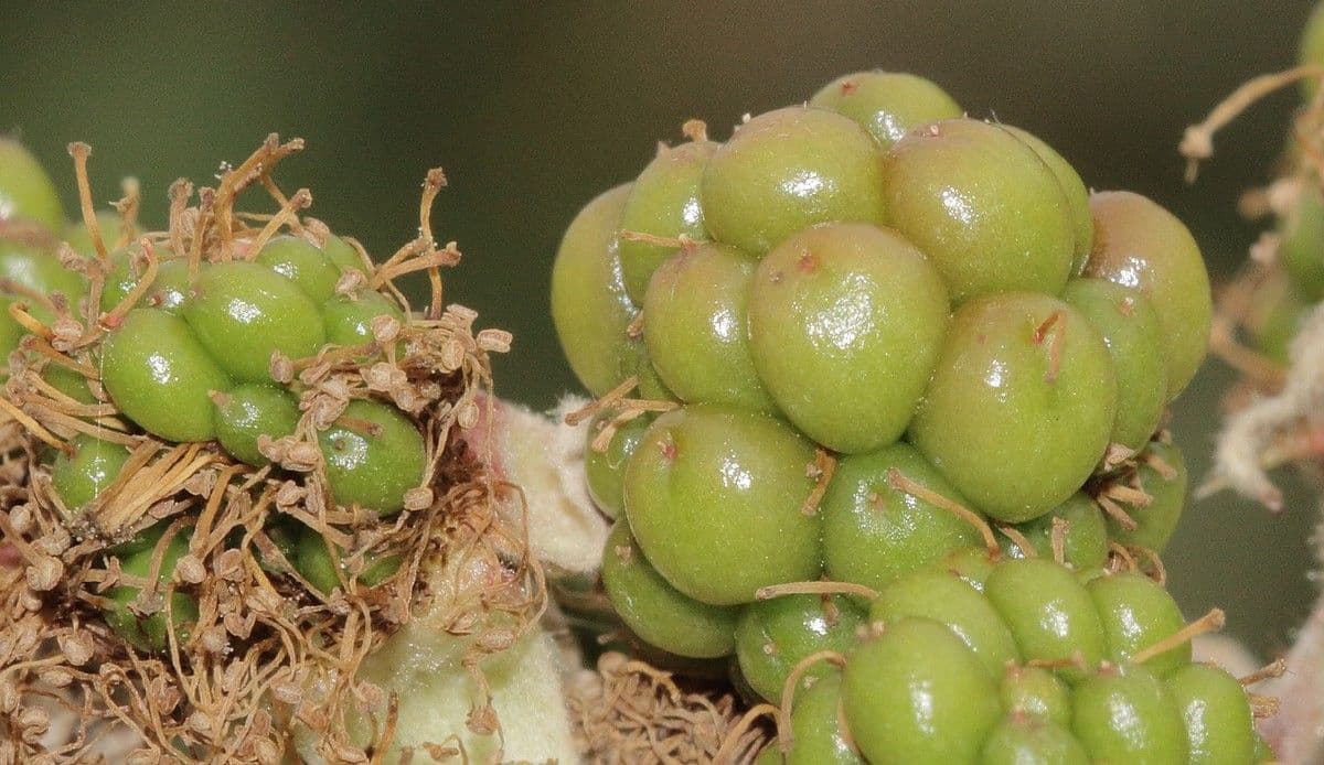 Hellgrüne Brombeere