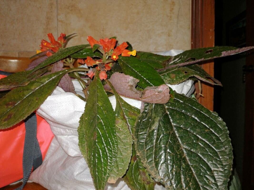 Chrysothemis pulchella 9