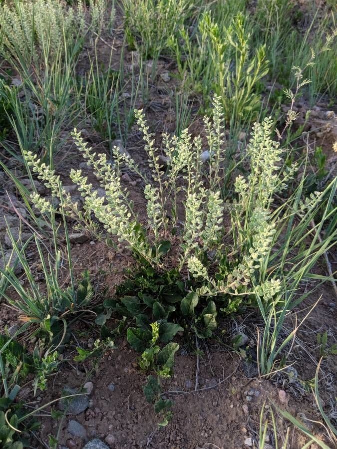 Lepidium oblongum 6