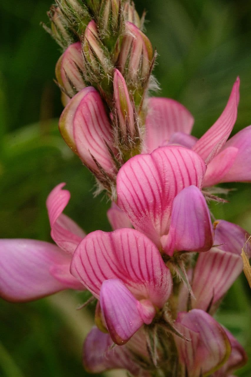 Onobrychis supina 3