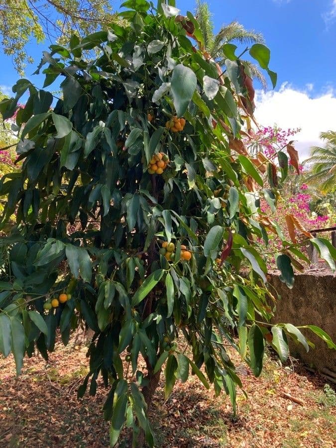 Garcinia cochinchinensis 6