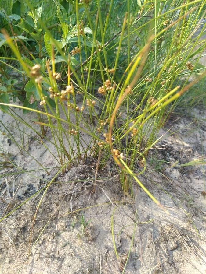 Giunco filiforme 5