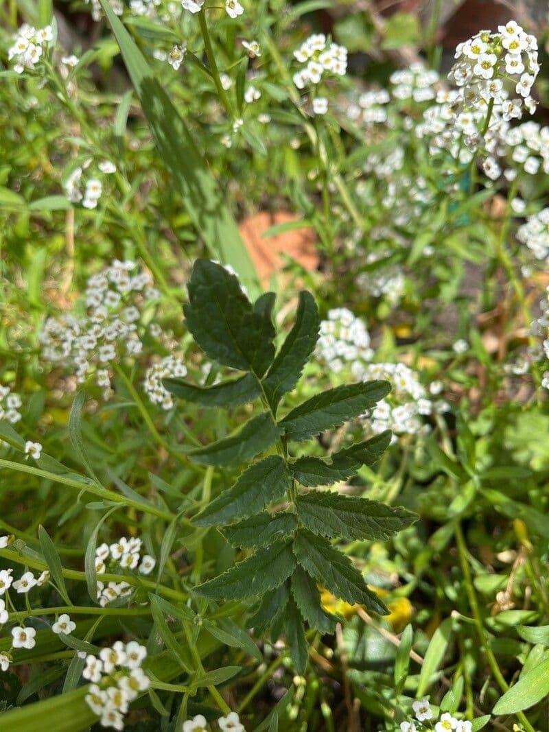 Fiore trombetta cinese 7