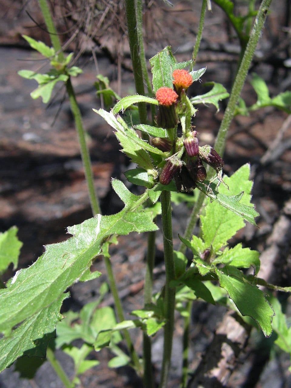 Crassocephalum 3