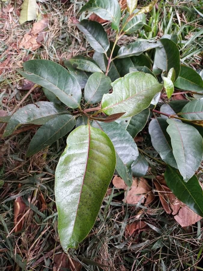 Vismia guianensis 2