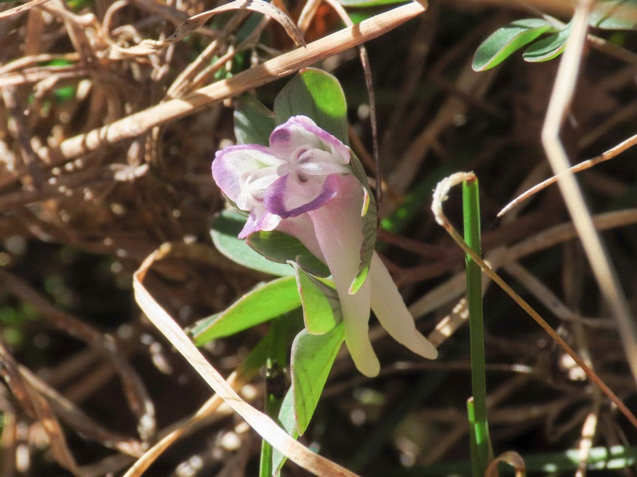 Fumaria pumila 4