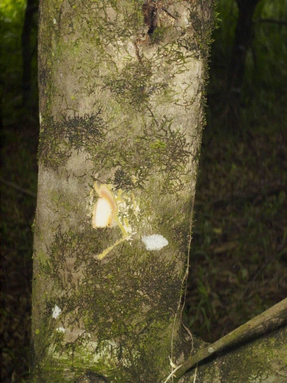 Vochysia 19