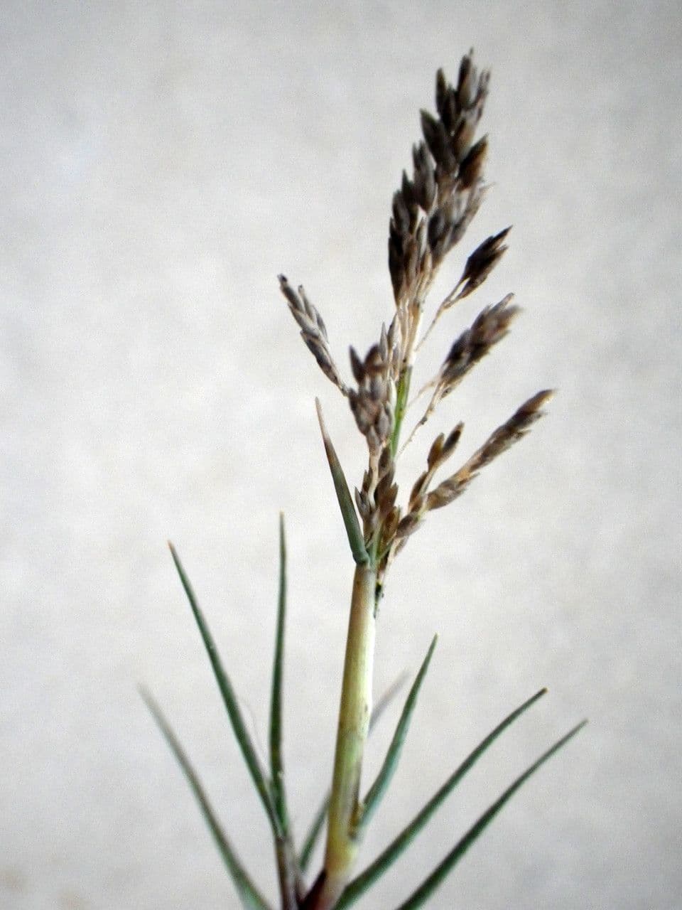 Sporobolus 10