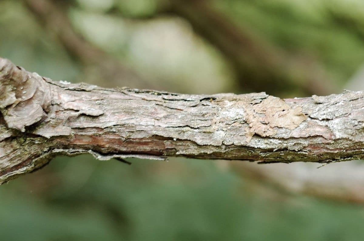 Rhododendron 22