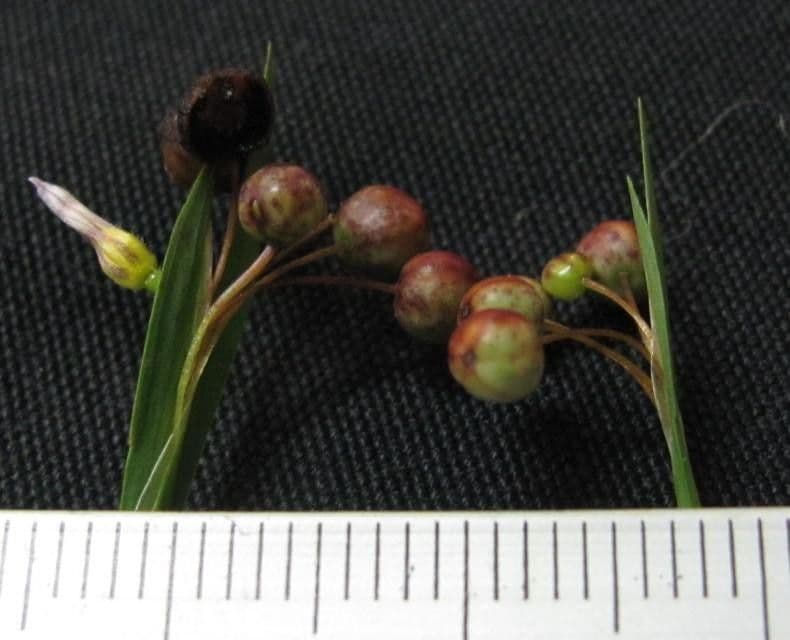 Sisyrinchium micranthum