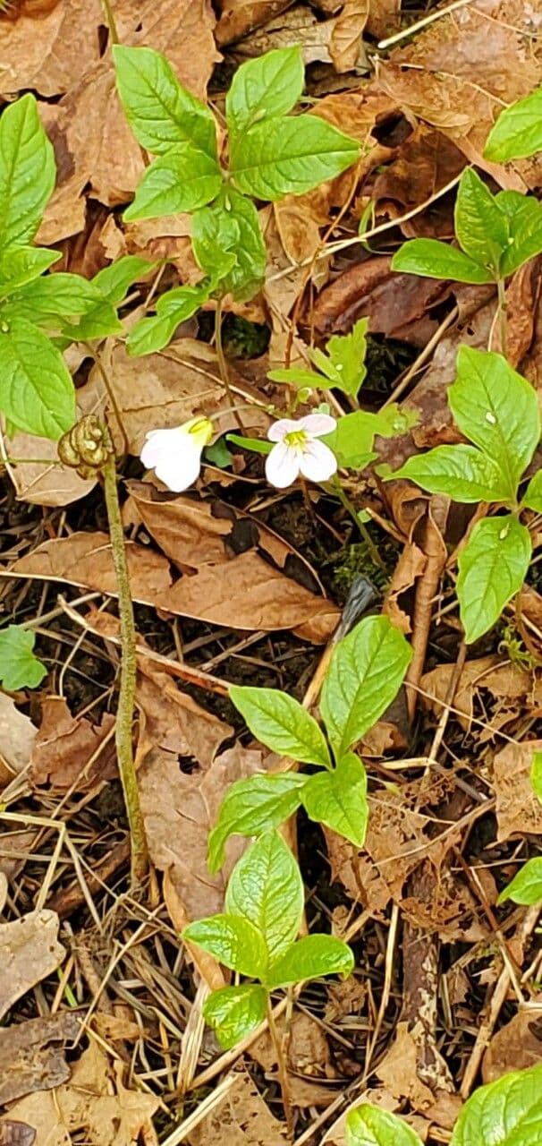 Cardamine di Nuttall 4