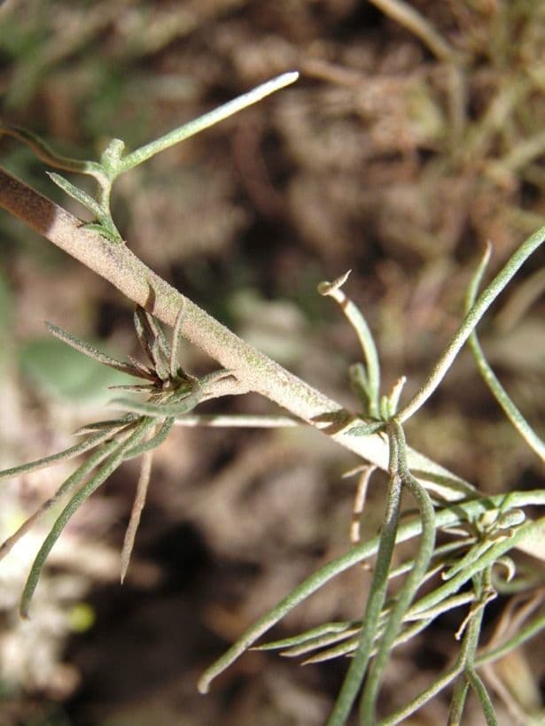 Ipomopsis 7