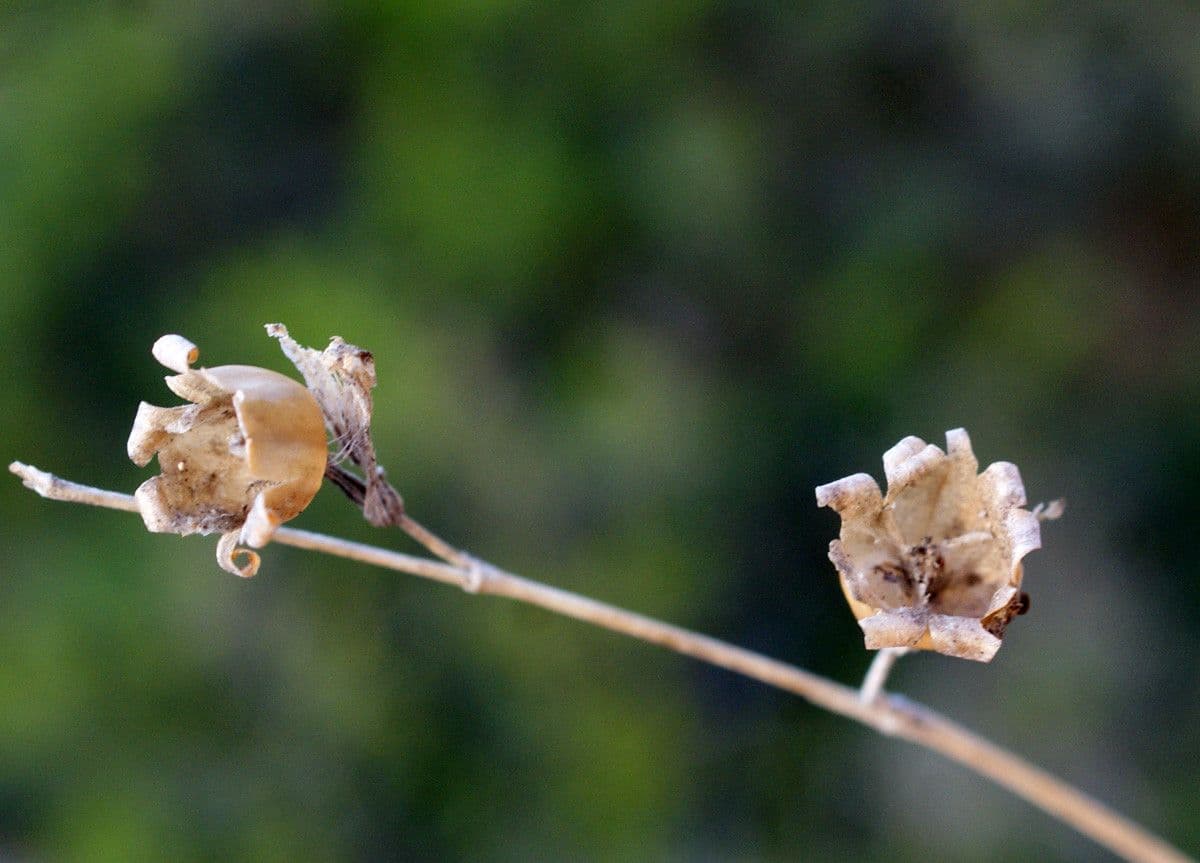 Silene secundiflora 4