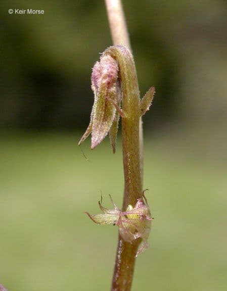 Viola di Shelton
