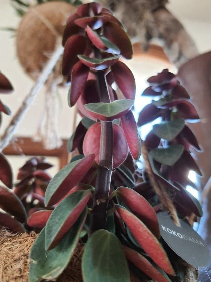 Pimiento verticilado 3