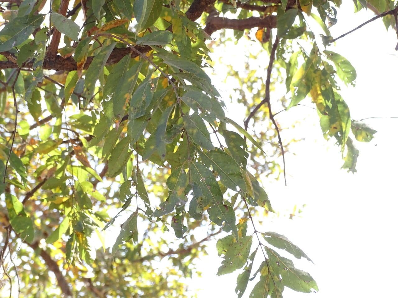 Combretum nigricans 7